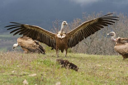 Griffon vulture ( Gyps fulvus ) perched on the floor with open wingsの写真素材