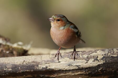 male Chaffinch (Fringilla coelebs) looking in the cameraの写真素材