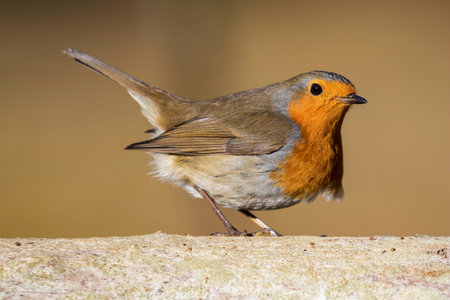 Robin redbreast, Erithacus rubecula, perched on a tree trunk. Spain