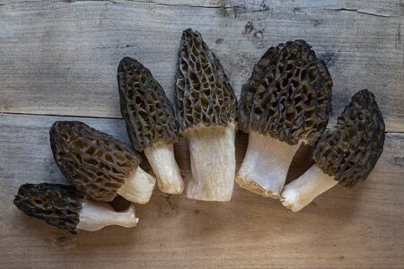 Morel conical (Morchella conica), delicious edible mushrooms, a delicacy of European forest mushrooms.の写真素材