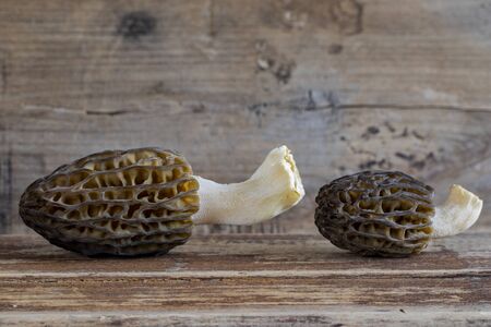 Morel conical (Morchella conica), delicious edible mushrooms, a delicacy of European forest mushrooms.の写真素材