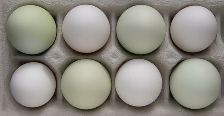 green araucana eggs and white eggs