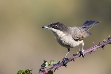 Western Orphean warbler (Sylvia hortensis), in its natural environment.の写真素材