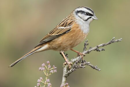 Rock bunting, Emberiza cia, single bird on branch, Spainの写真素材