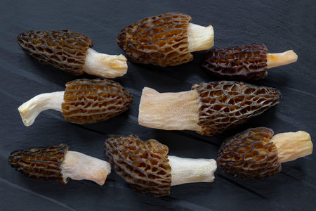Morel conical (Morchella conica), delicious edible mushrooms, a delicacy of European forest...