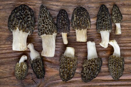 Morel conical (Morchella conica), delicious edible mushrooms, a delicacy of European forest mushrooms.の写真素材