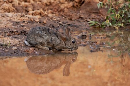 European rabbit or common rabbit, Oryctolagus cuniculus, drinking in a pond. Spainの写真素材