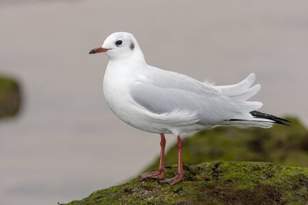 Black-headed Gull ( Chroicocephalus ridibundus ) , resting on the rocksの写真素材
