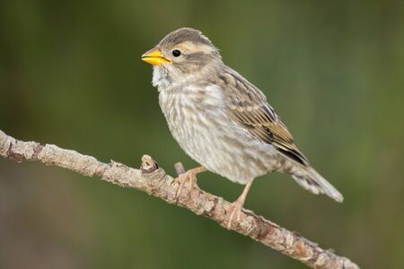 Rock Sparrow (Petronia petronia) , singing on a branchの写真素材
