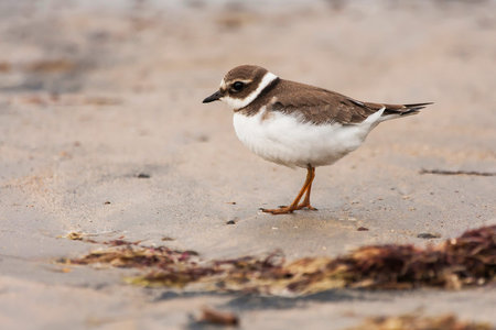 Big plover ( Charadrius hiaticula ) , at the beach