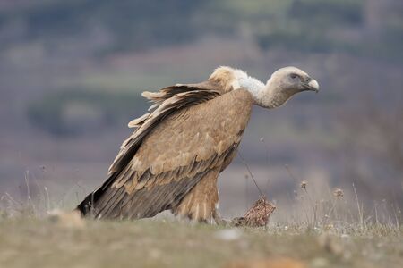 Spain, Griffon vulture in a detailed portraitの写真素材