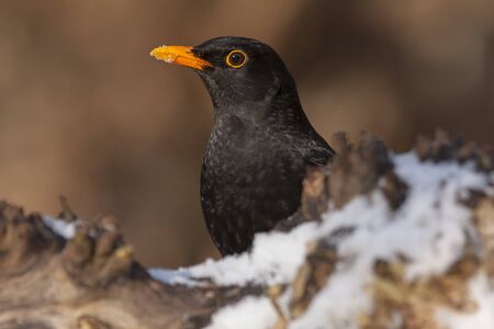 Blackbird ( Turdus merula ) between the leaves of the forestの写真素材