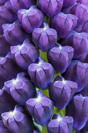 Nazareno ( Muscari comosum ) , flower detailの写真素材