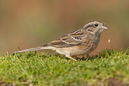 Bunting ( Emberiza cia ) in autumn feeding on the groundの写真素材