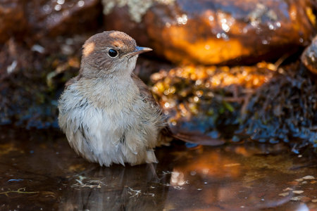 Common Nightingale ( Luscinia megarhynchos )