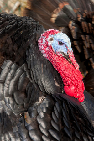 Close-up of Wild Turkey, Meleagris gallopavo