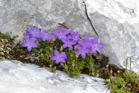 Arvatica Campanula growing among the rocks in the Picos de Europa National Parkの写真素材