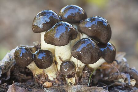Hygrophorus hypothejus growing on the forest floorの写真素材