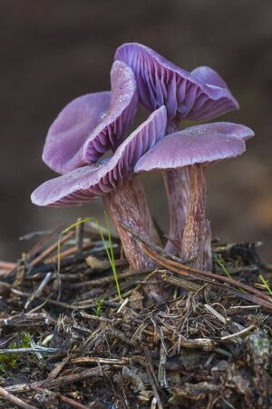 Laccaria amethystina growing in the forrestの写真素材