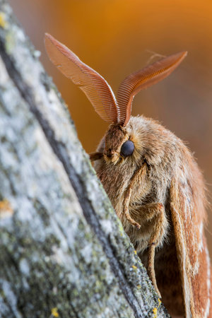 Portrait of male Fox Moth (Macrothylacia rubi). Insect of the family Lasiocampidae resting on a...