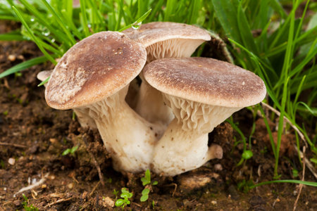 Pleurotus eryngii growing in the soil