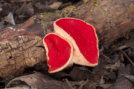 sarcoscypha coccinea growing up a dead trunkの写真素材