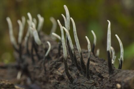 Xylaria hypoxylon on a dead trunkの写真素材