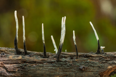 Xylaria hypoxylon on a dead trunk