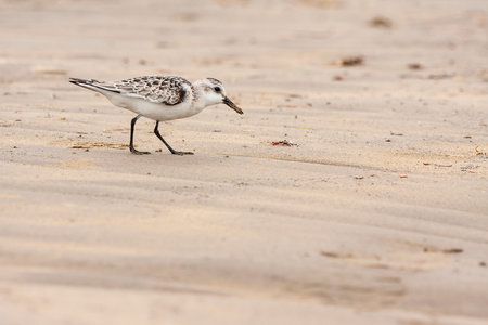 Sanderlings, (Calidris alba), looking for food on the beach