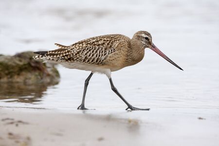 Snubber bar tails (Limosa lapponica) looking for food in the waterの写真素材