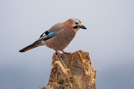 Eurasian Jay (Garrulus glandarius) in winter perched on his usual perch. Leon, Spain.の写真素材