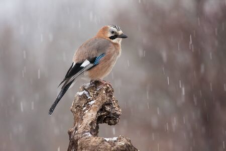 Eurasian Jay (Garrulus glandarius) in winter perched on his usual perch. Leon, Spain.の写真素材