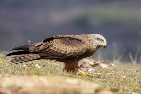 Black kite, Milvus migrans, feeding on the carrion floor. Leon, Spainの写真素材