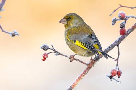 European male goldfinch (chloris chloris), sitting on a branch on a homogeneous blurred background.