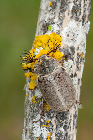 Sanjuanero beetle, Melolontha melolontha, climbing a branch. Leon, Spain