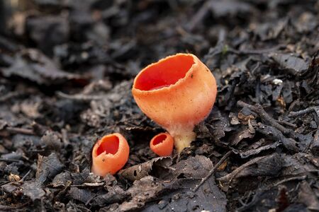 Sarcoscypha coccinea, commonly known as Scarlet peziza, Scarlet Leprechaun Cup, Scarlet Leprechaun Hat, growing on the forest floorの写真素材