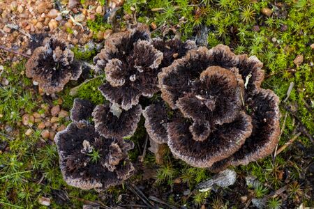 Group of thelephora terrestris growing on the ground among the moss. Leon, Spainの写真素材