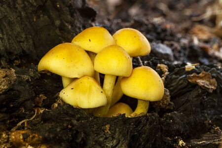 Large group of Hypholoma fasciculare They grow from a rotten tree stump.の写真素材