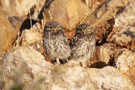 Little owl, Athene noctua, two chickens basking on rocks. Spainの写真素材