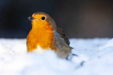 European robin, Erithacus rubecula, looking for food in the snow. Spain