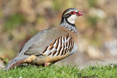 Red partridge, Alectoris rufa, a single bird on the grass, in its natural habitat. Spainの写真素材