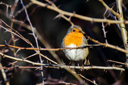 European Robin (Erithacus rubecula) perched among the branches of a bush. Spain