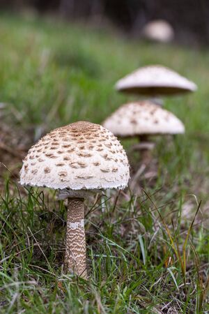 Macrolepiota procera growing among the grass of a meadow. Spainの写真素材