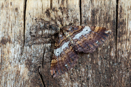Shoulder stripe moth,(Earophila badiata), posed and camouflaged on a wooden board. Spain