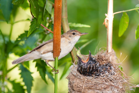 Common cuckoo, Cuculus canorus. Young in the nest fed by its adoptive mothers - Acrocephalus...