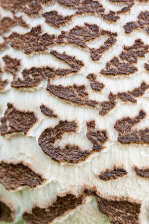 Detail of the hat of a rhacodes macrolepiota. Closed frame. Spain