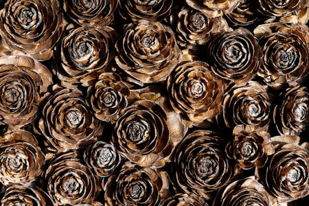 Fund composed of cedar cones from Lebanon (Cedrus LÃ­bani), selective approach. Spainの写真素材