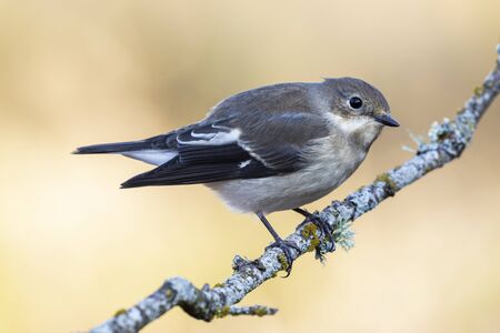 Pied flycatcher, Ficedula hypoleuca, an individual perched on a branch against an unfocused yellow background. Spainの写真素材