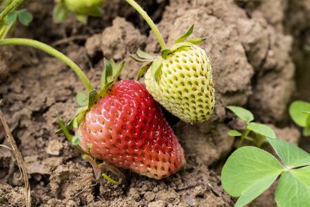 Selective focus of wild strawberries in different stages of ripening, green and red. Spainの写真素材