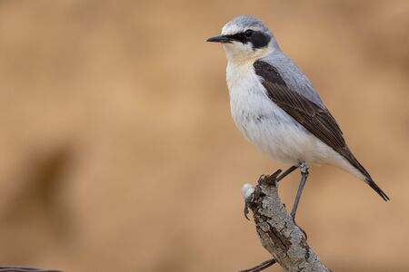 Male of Northern wheatear, Oenanthe oenanthe, perched on a branch on a single ocher background. Horizontal format with space for text. Spainの写真素材